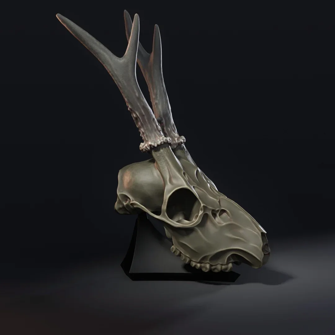 Deer Skull, the digital sculpt