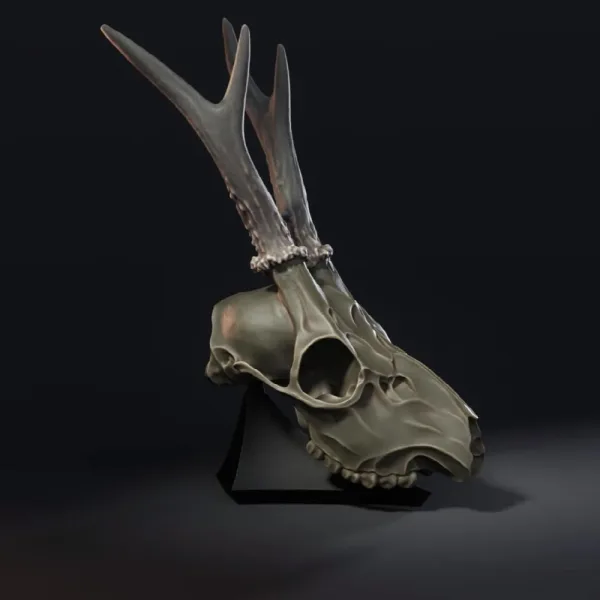Deer Skull